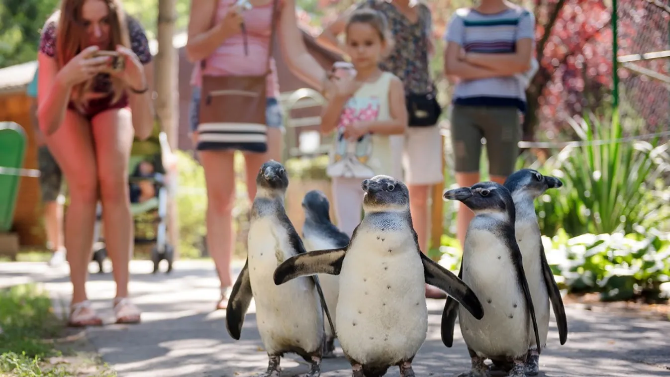 Pápaszemes pingvin kelt ki a debreceni állatkertben
