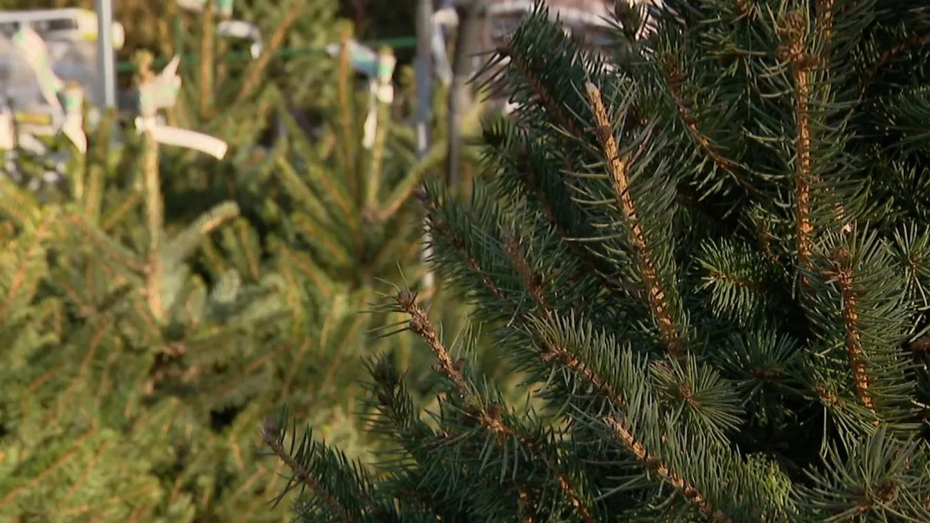 Radar – Idén is tarol a nordmann fenyő + videó