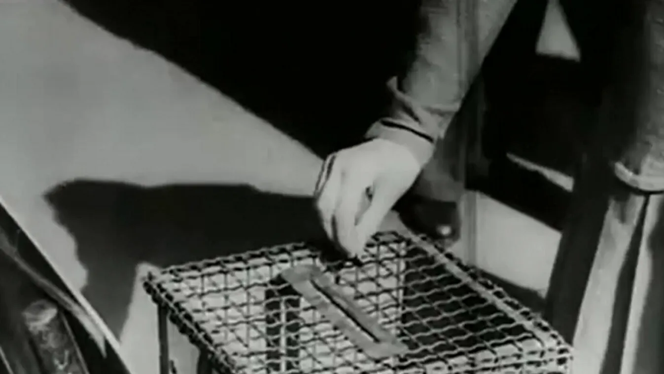 Radar – Adni jó! + videó