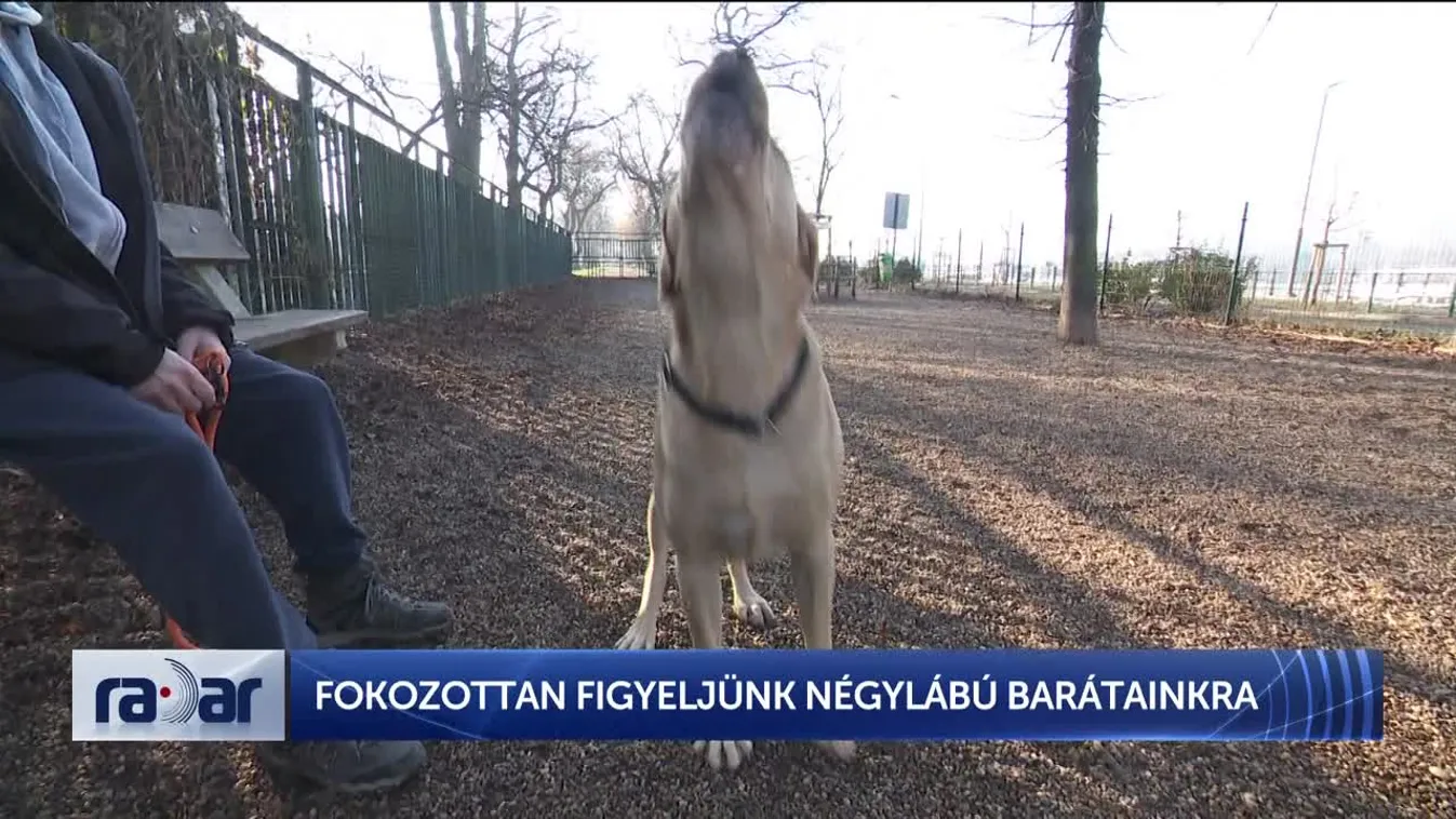 Radar – Fokozottan figyeljünk négylábú barátainkra