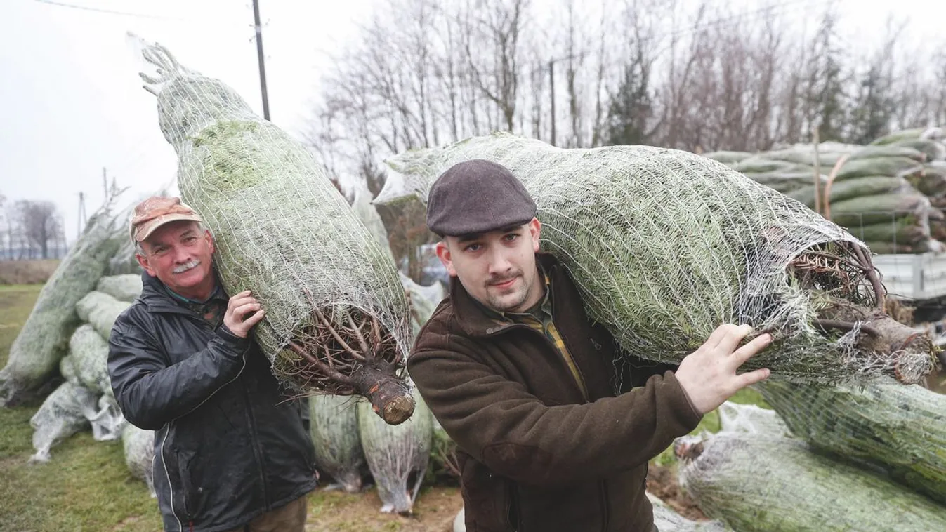 Idén is a luc-, a Nordmann és az ezüstfenyő a sláger