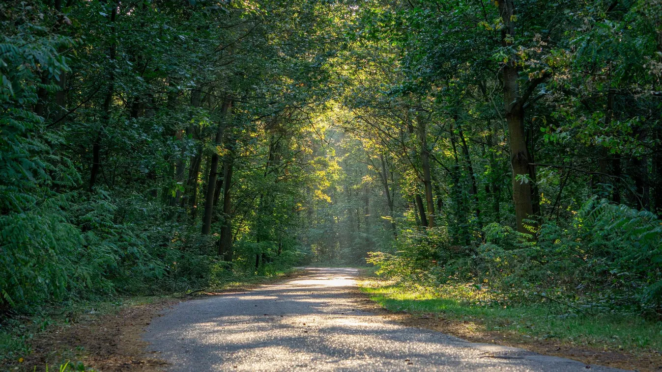 AM: az erdészeti programokkal egyre közelebb kerülünk a klímavédelmi célok eléréséhez