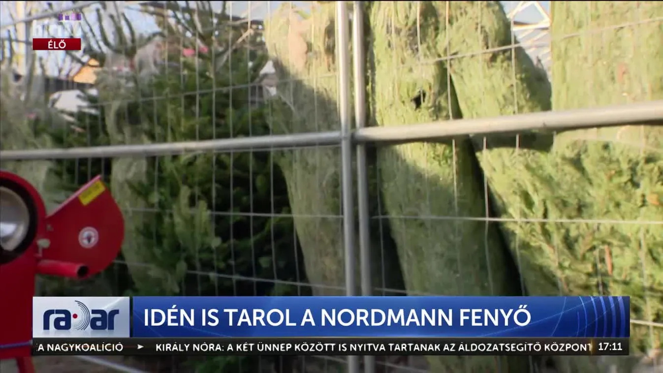 Radar - Idén is tarol a normann fenyő (2024-12-18)
