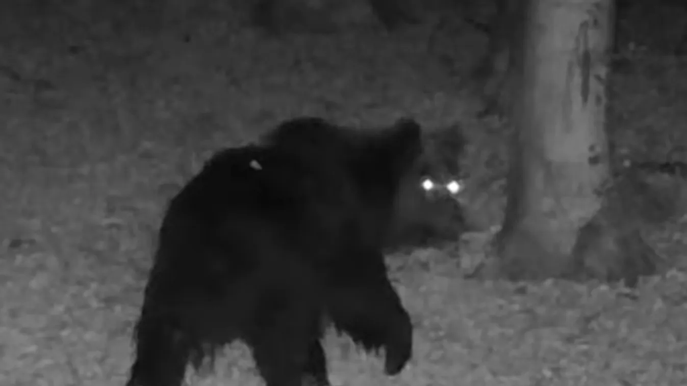Bekóborolt a vadkamera elé a bükki medve + videó