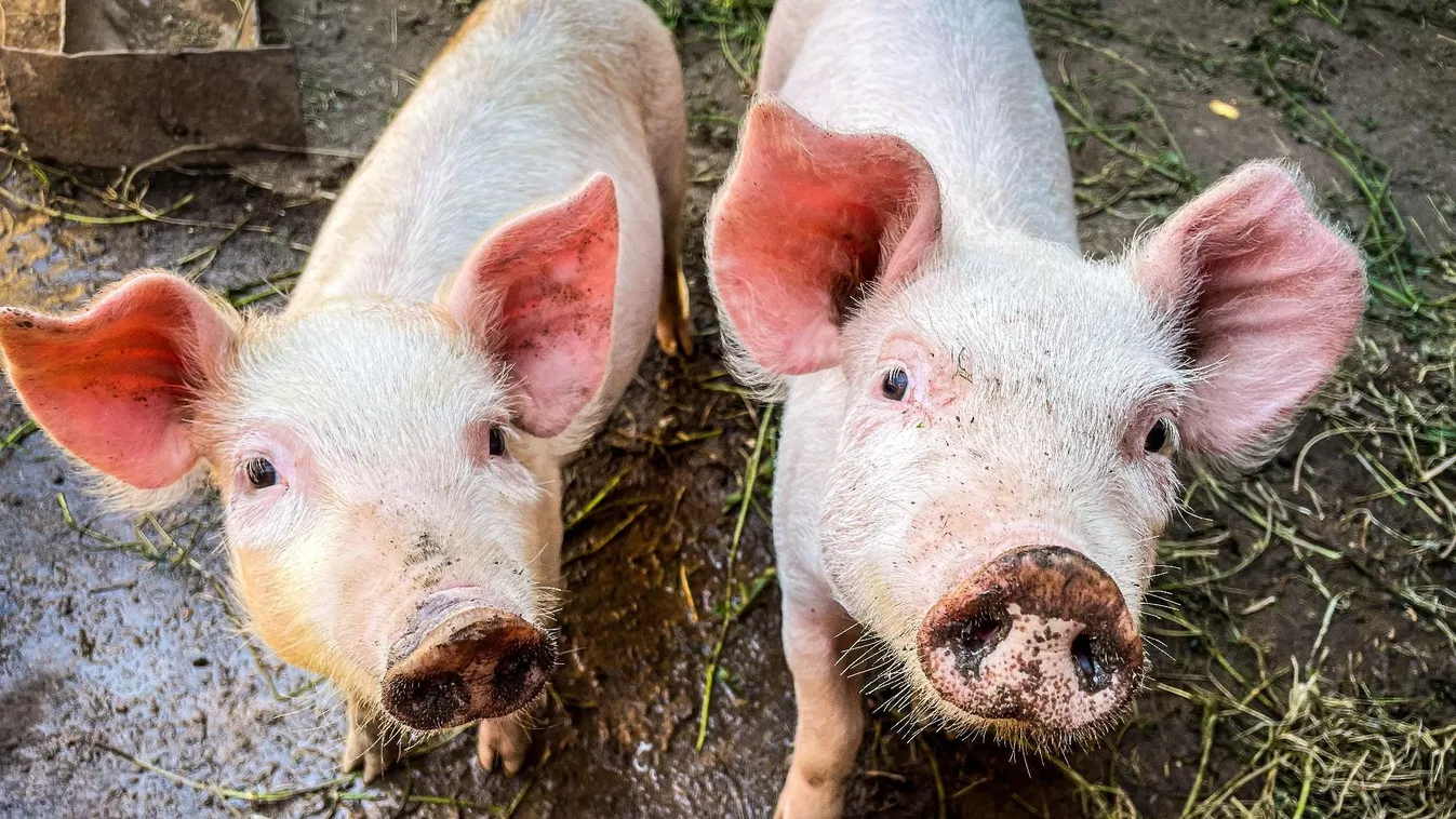 Sertéstenyésztés fejlesztésére kapott 611 millió forint támogatást a Vitafort és a MATE konzorciuma