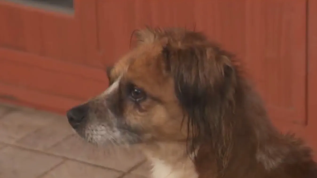 Radar – Szilveszterkor is fokozottan figyeljünk négylábú barátainkra  + videó