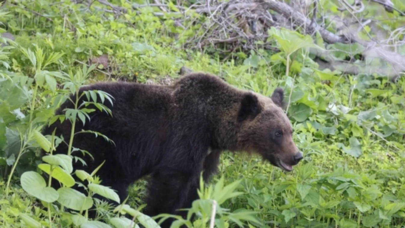 Egyre gyakoribbak a medvetámadások