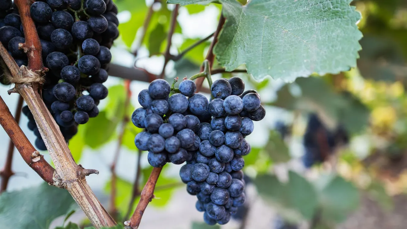 Szombaton Ópusztaszeren kiderülhet, milyen szőlőtermés várható