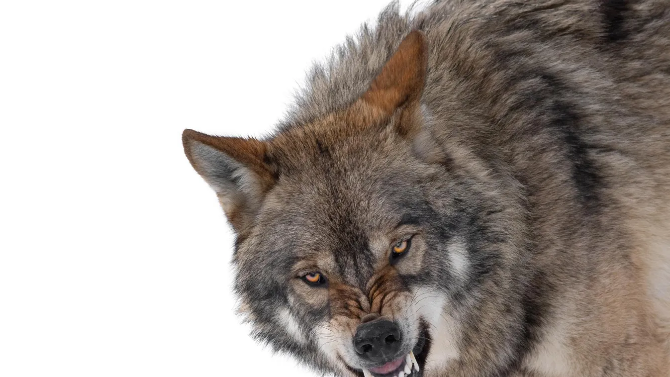 Falka kontra konda - vérre menő, csoportos küzdelmet rögzített a kamera a vadonban + videó