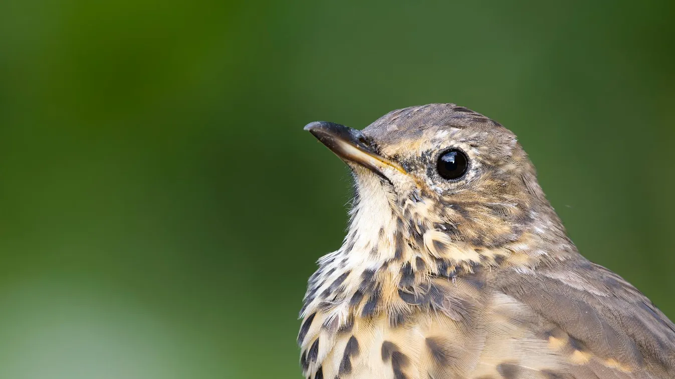 Madárszámlálásra hívja a lakosságot az MME február végéig