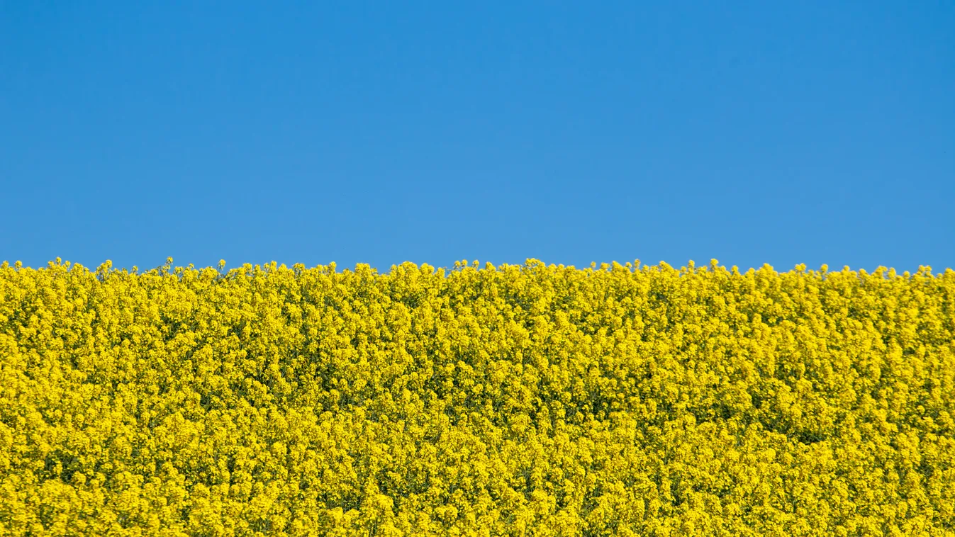 Az ukrán veszély, amire rámehet a magyar mezőgazdaság – ezért figyelmeztetett Orbán Viktor