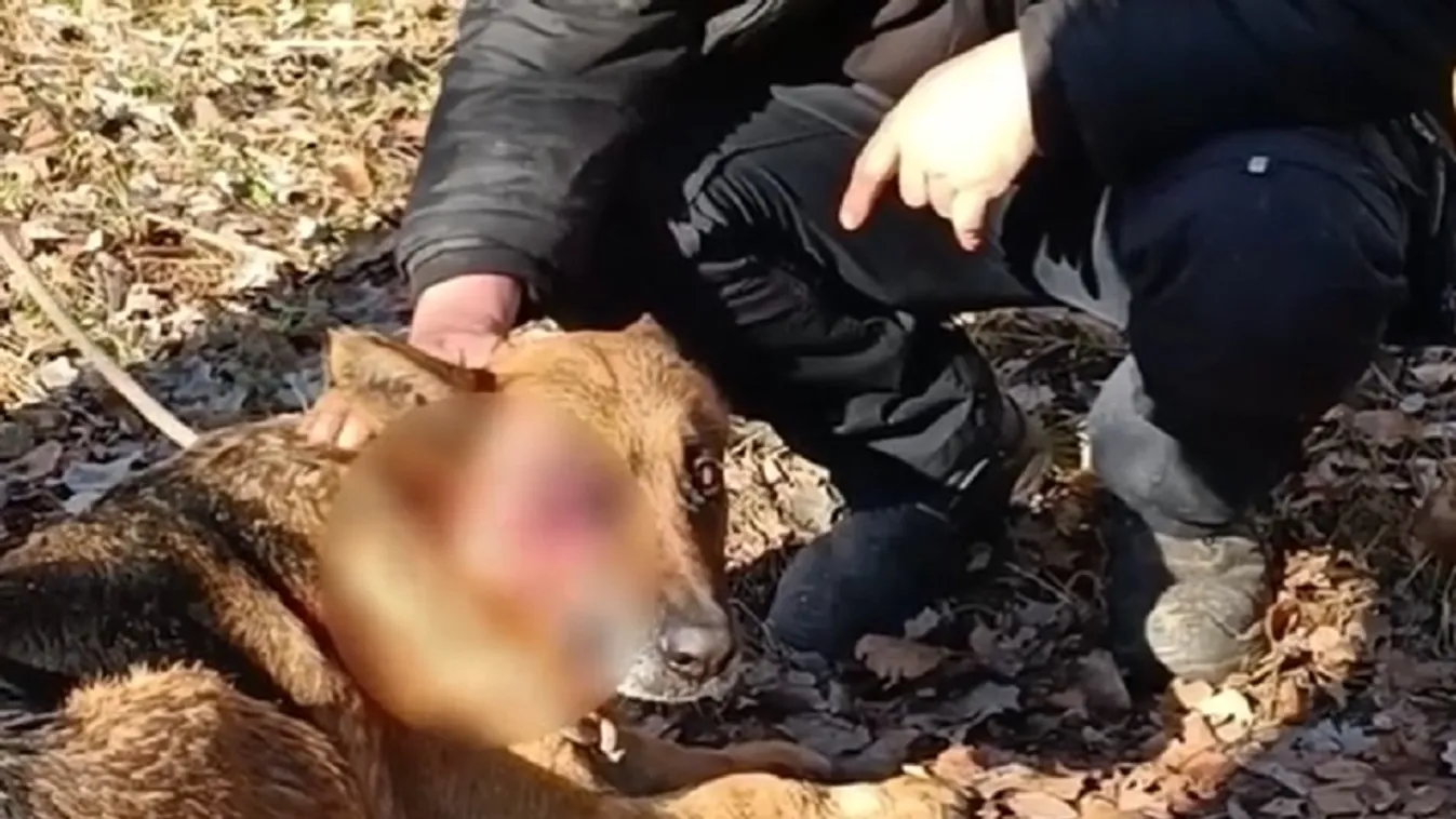 Olyan kegyetlen kínzást kellett elviselnie szerencsétlen kutyának, amire nincsenek szavak