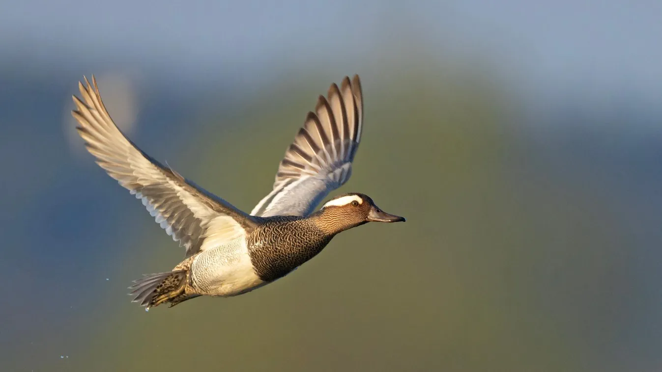 A böjti réce az év madara 2025-ben
