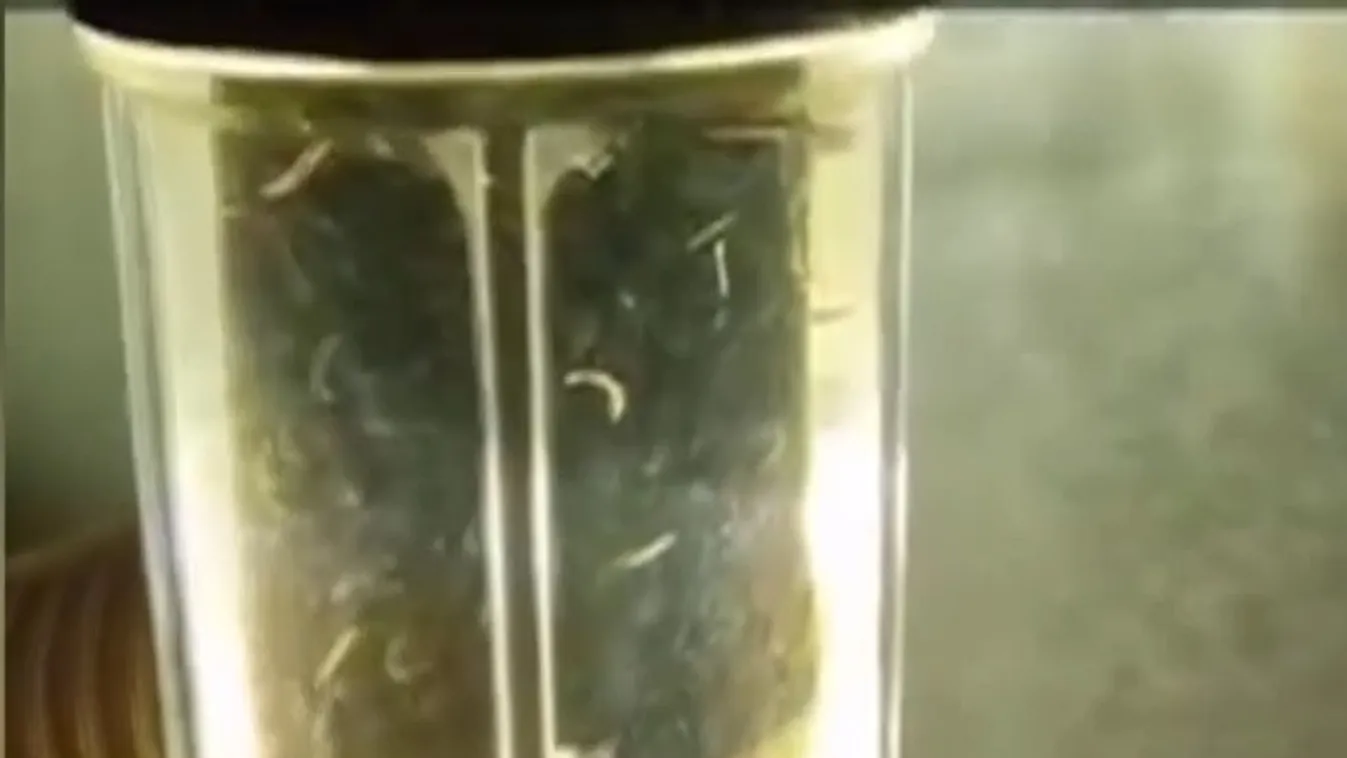 Radar - Férges víz folyik a csapból + videó