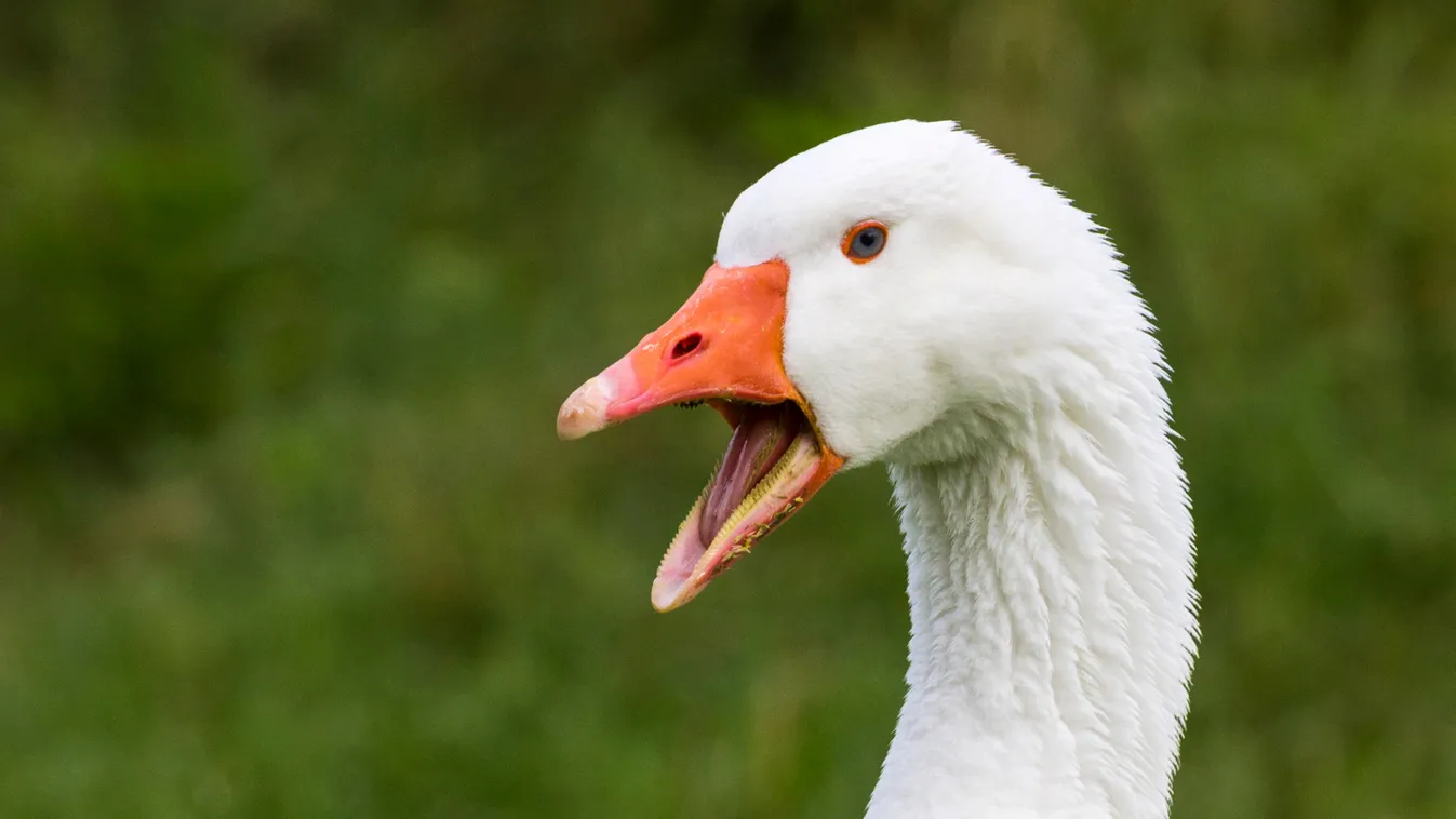 Madárinfluenza-vírus jelenlétét mutatták ki egy hajdú-bihari lúdtelepen