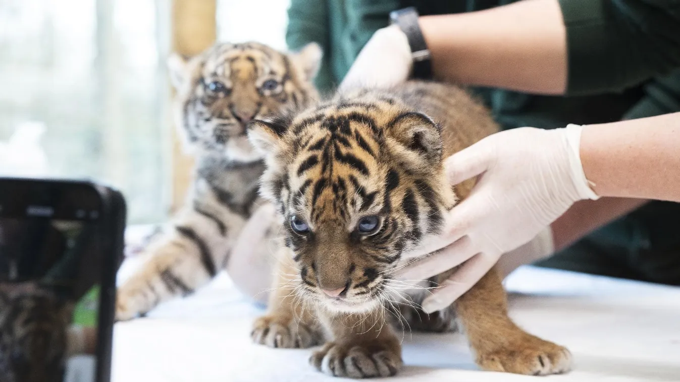 Videó is készült a világ egyik legritkább állatának nemrég született kölykéről a Nyíregyházi Állatparkban