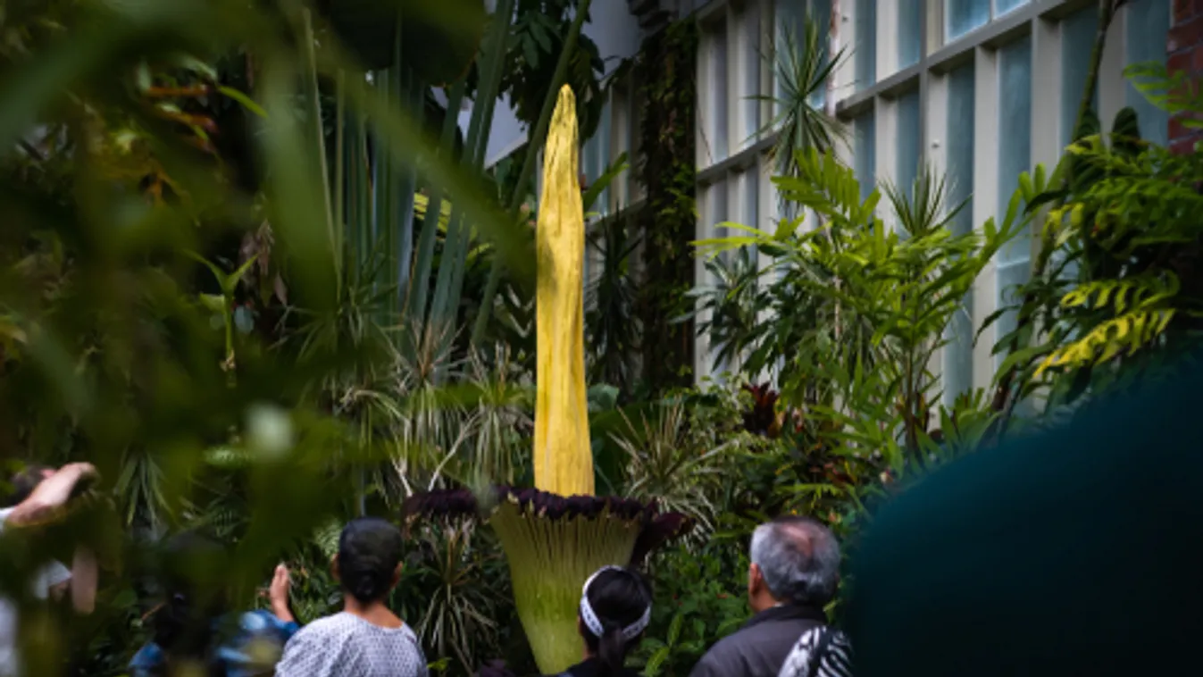 Tömegek álltak sorba Sydneyben, hogy lássák és megszagolják a világ egyik legbüdösebb virágját