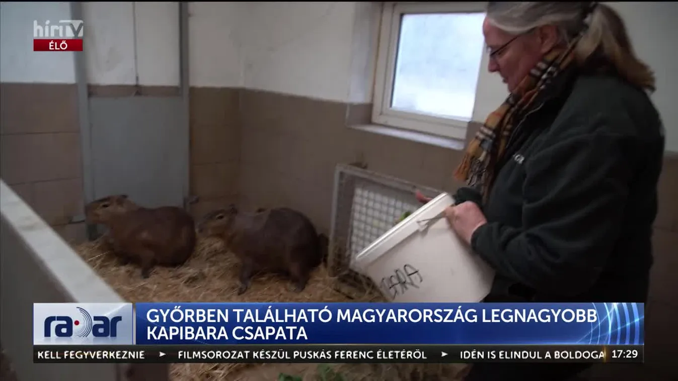 Radar - Győrben található magyarország legnagyobb kapibara csapata