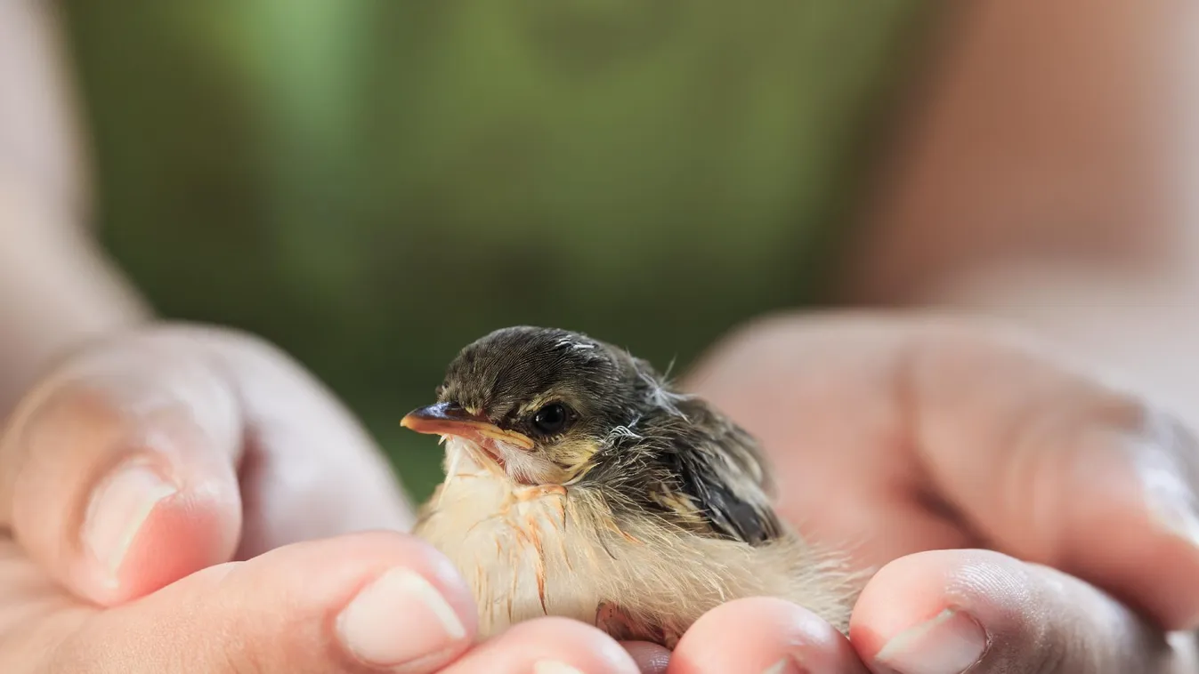 Több mint 2600 állatot mentettek meg tavaly a fővárosi állatkertben