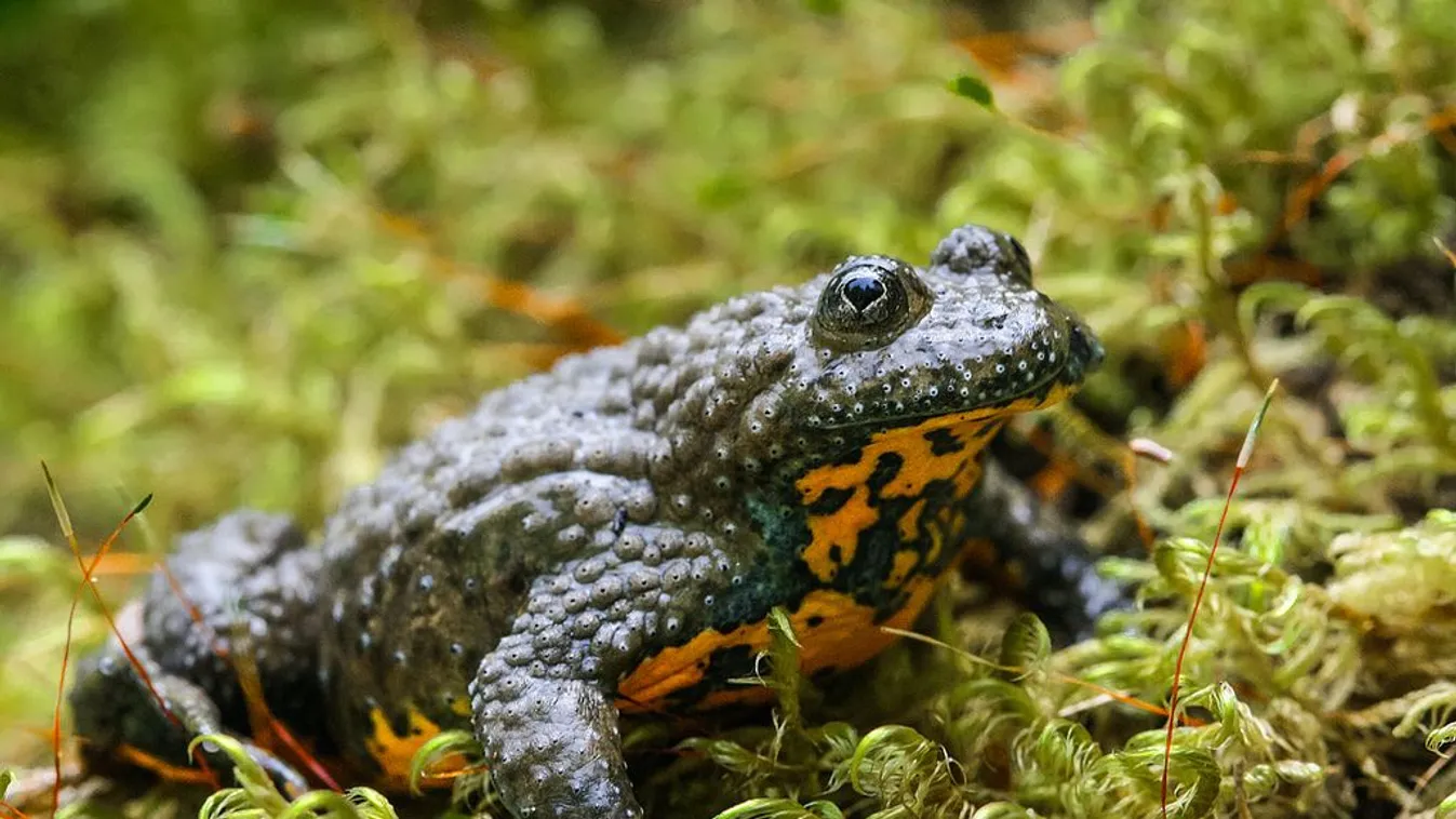 A sárgahasú unka az év kétéltűje 2025-ben