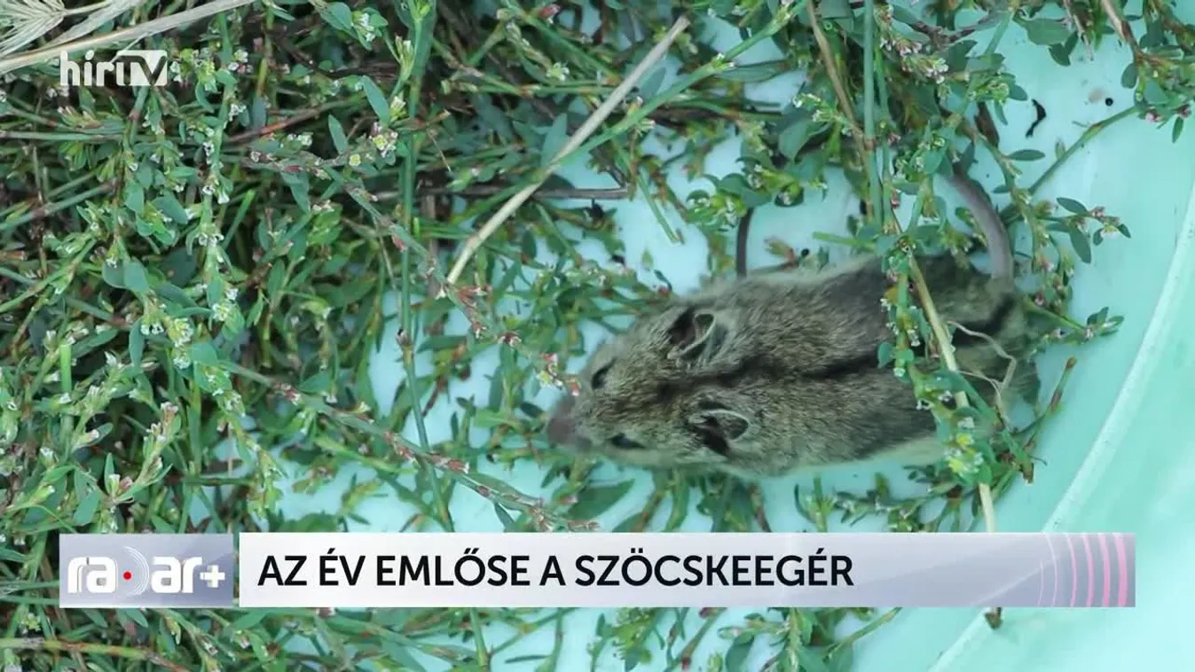 Radar - AZ ÉV EMLŐSE A SZÖCSKEEGÉR