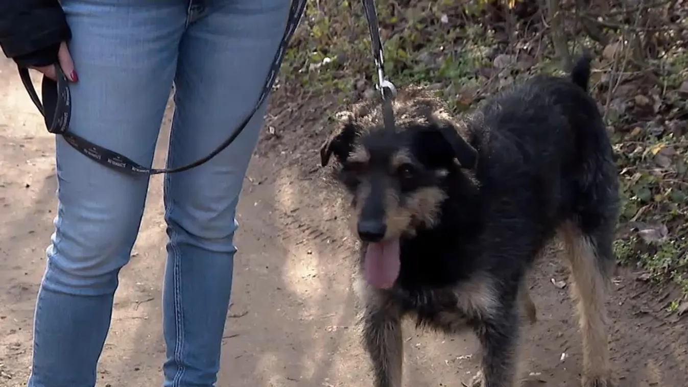 Radar – Önkéntes kutyasétáltatás  + videó