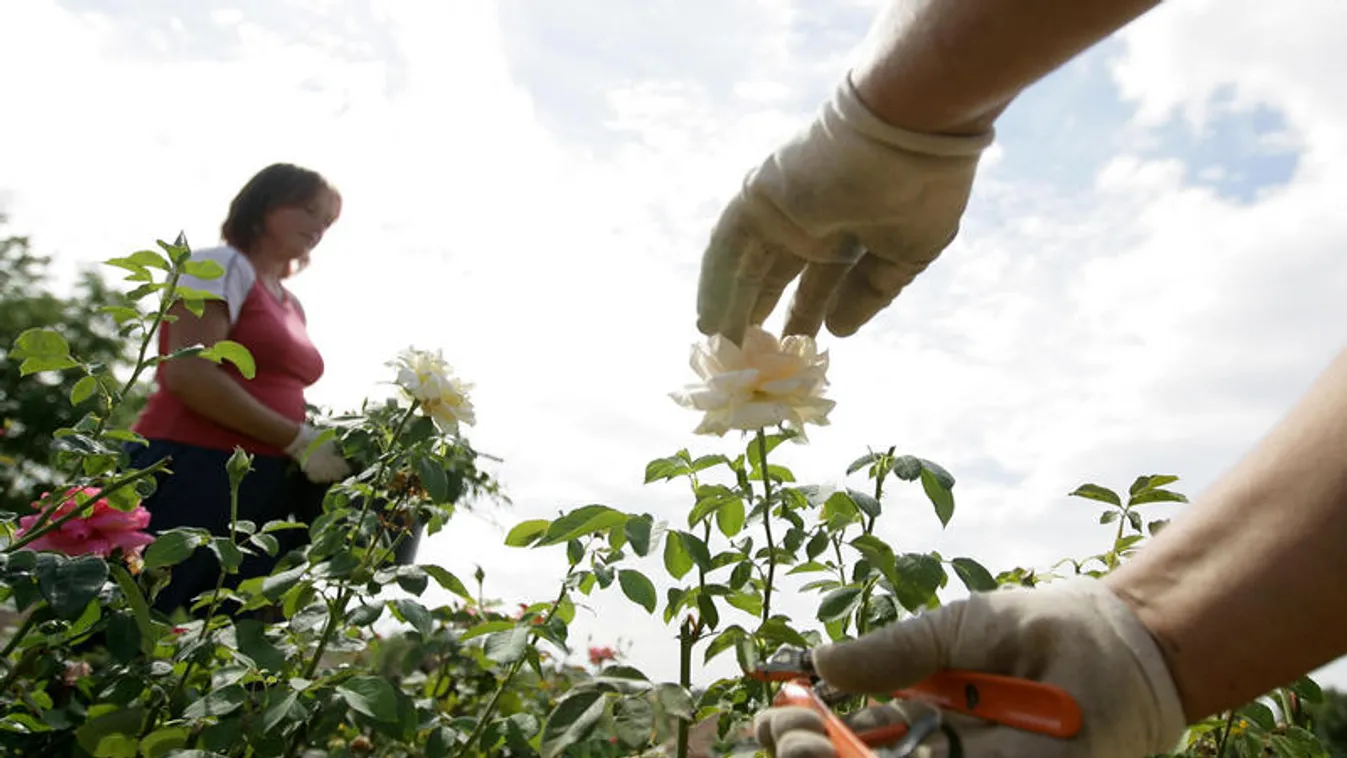 Új támogatások segítik a hazai kertészeti ágazatokat