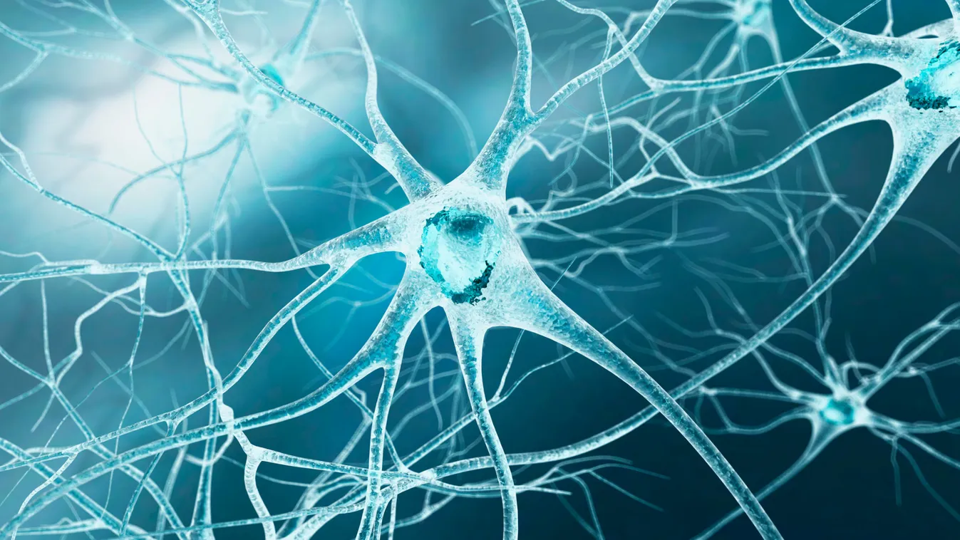 Idegsejttípusok teljes RNS-készletének meghatározására alkalmas módszert dolgoztak ki magyar kutatók