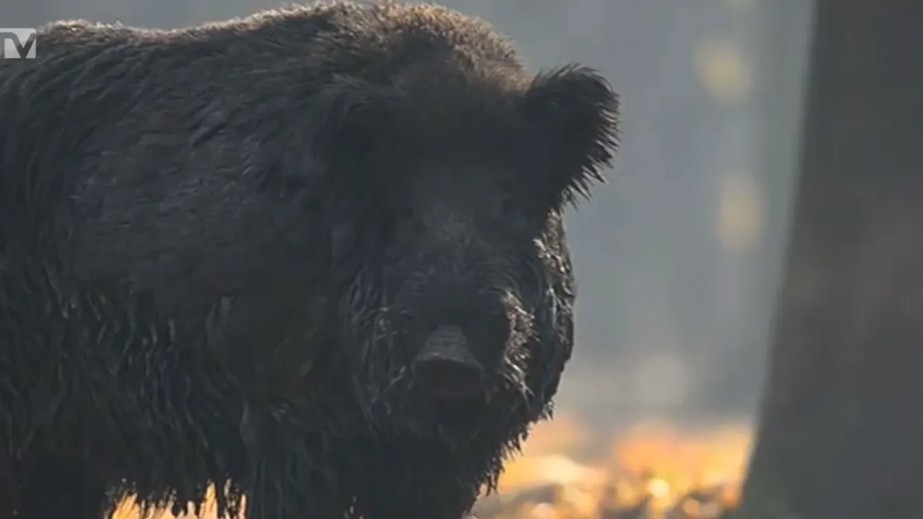 Radar – A következő hetekben különösen veszélyesek lehetnek a vaddisznók + videó