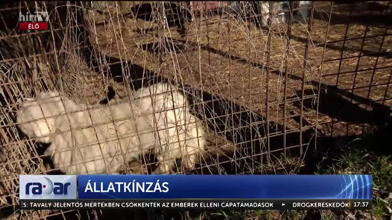 Radar - Állatkínzás a horrortelepen