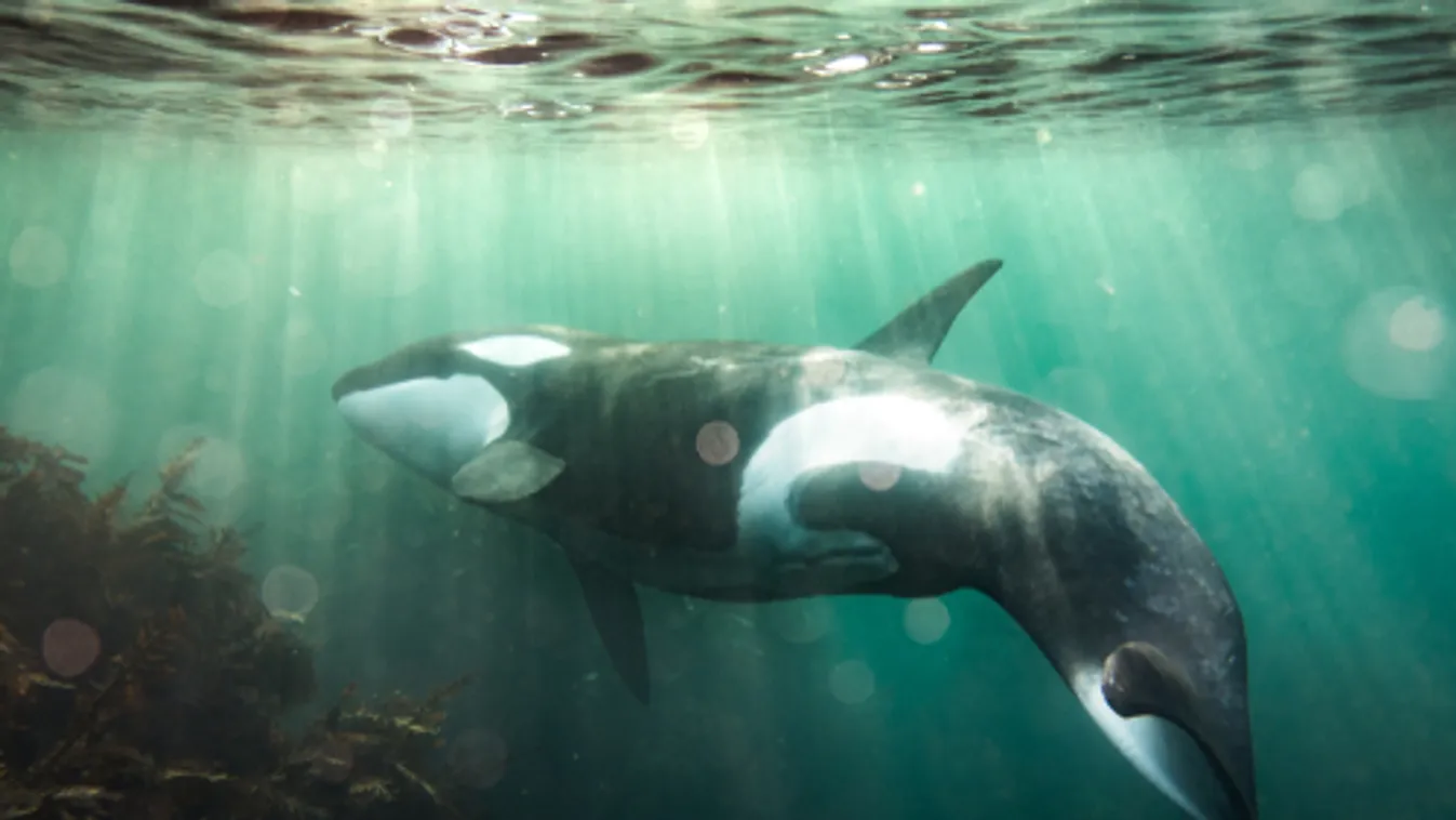 Több mint 150 kis kardszárnyú delfin úszott ki az ausztrál tengerpartra