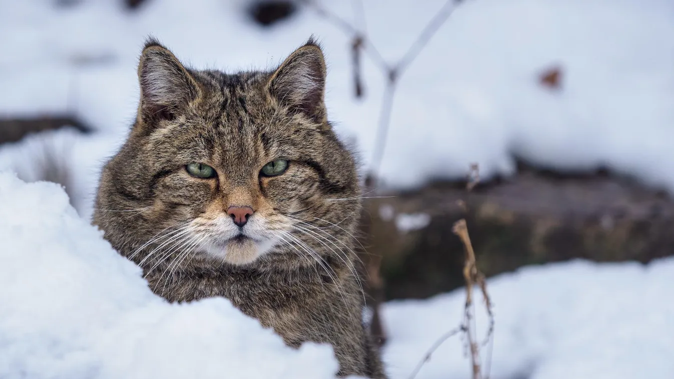A vadmacskák védelmére figyelmezteti a lakosságot a Budakeszi Vadaspark