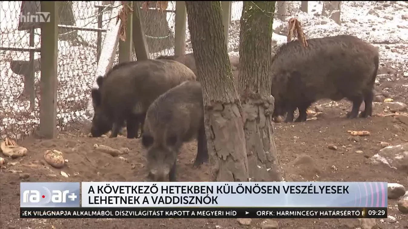 Radar – A következő hetekben különösen veszélyesek lehetnek a vaddisznók