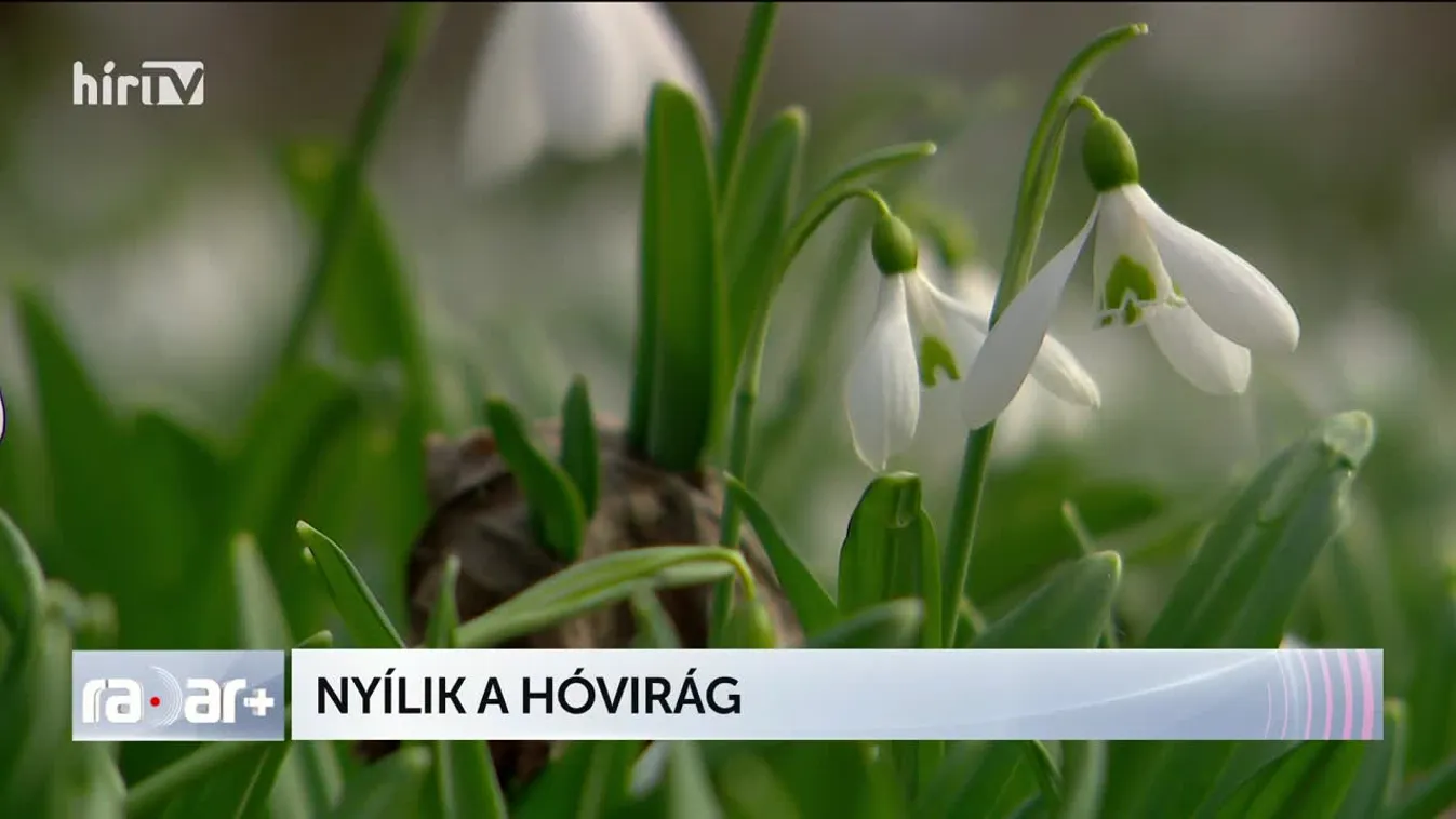RADAR - NYÍLIK A HÓVIRÁG