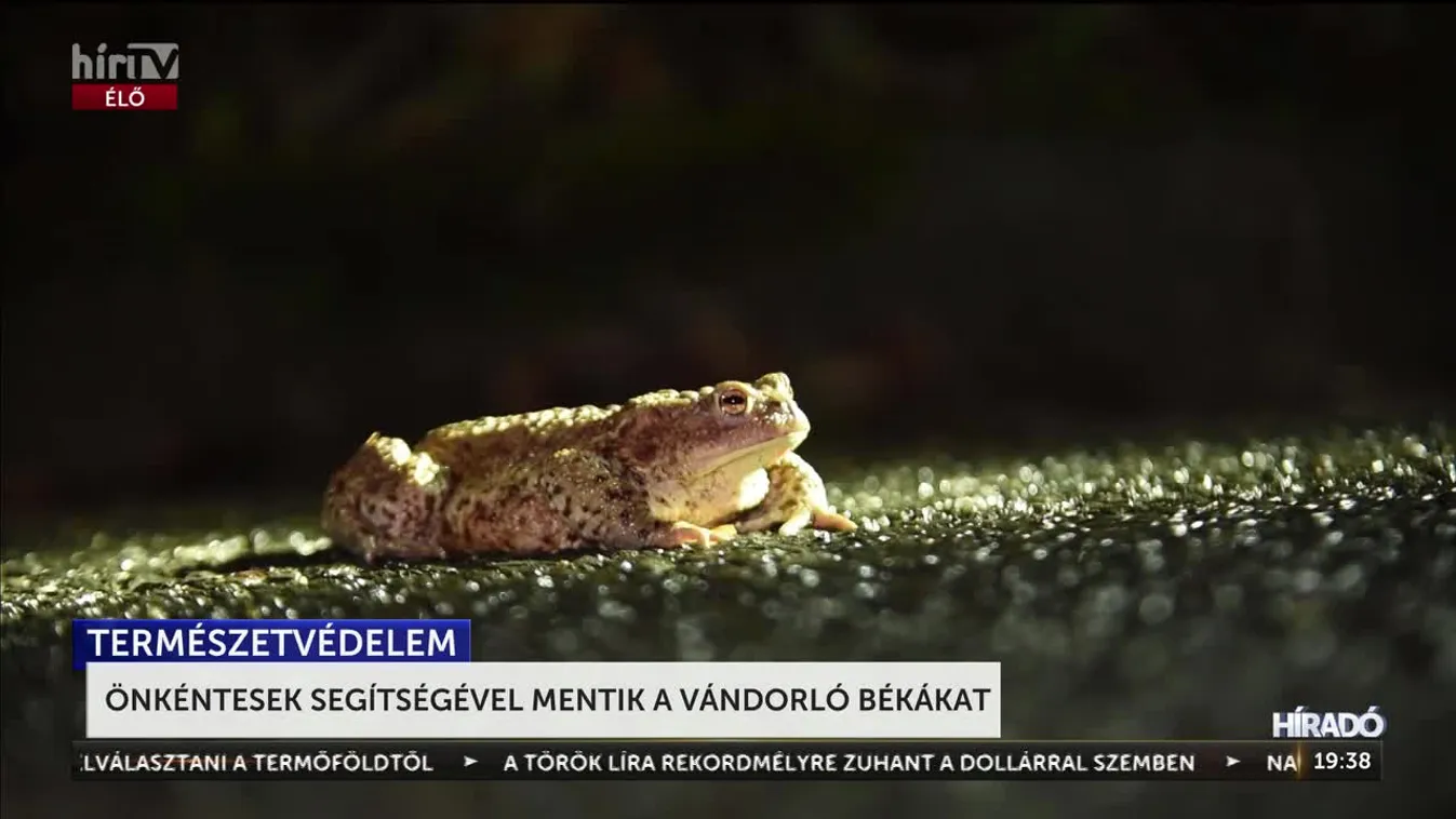 Önkéntesek segítségével mentik a vándorló békákat + videó