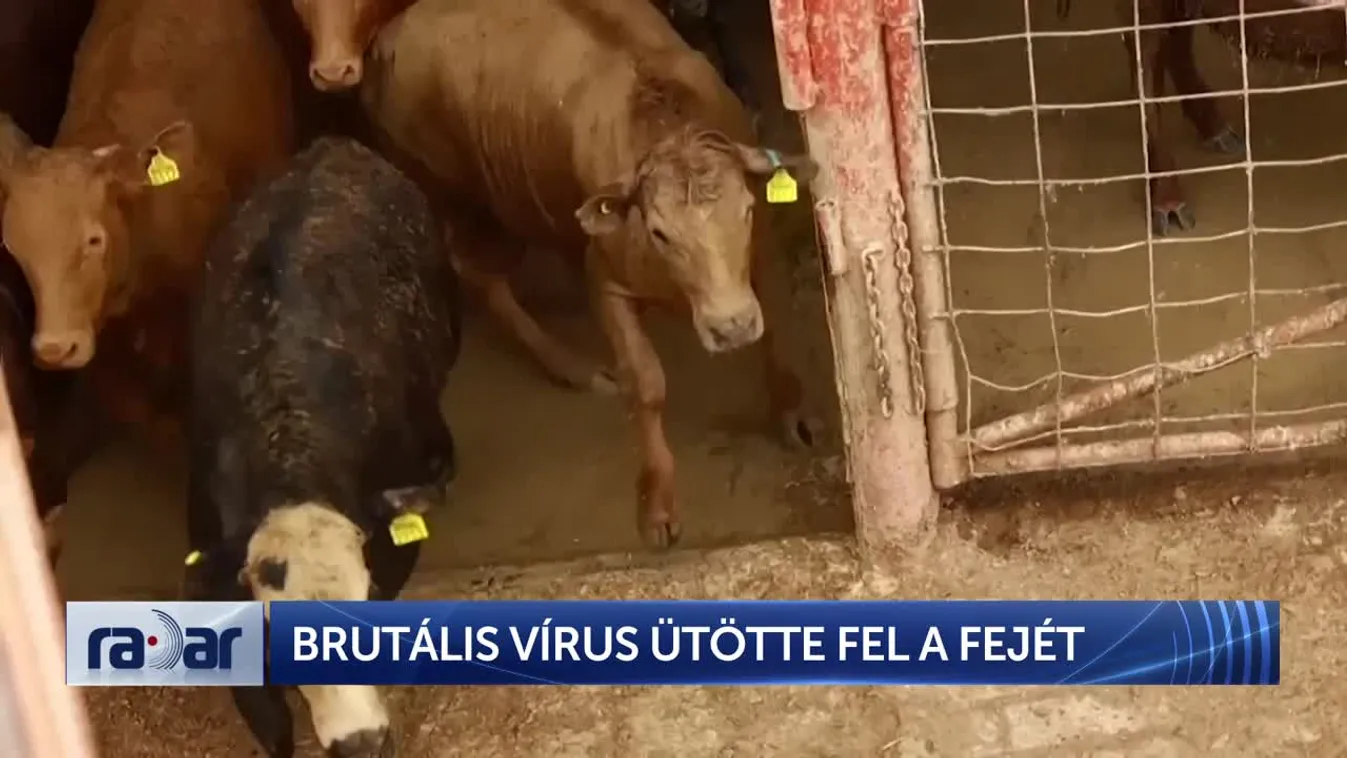 RADAR - BRUTÁLIS VÍRUS ÜTÖTTE FEL A FEJÉT