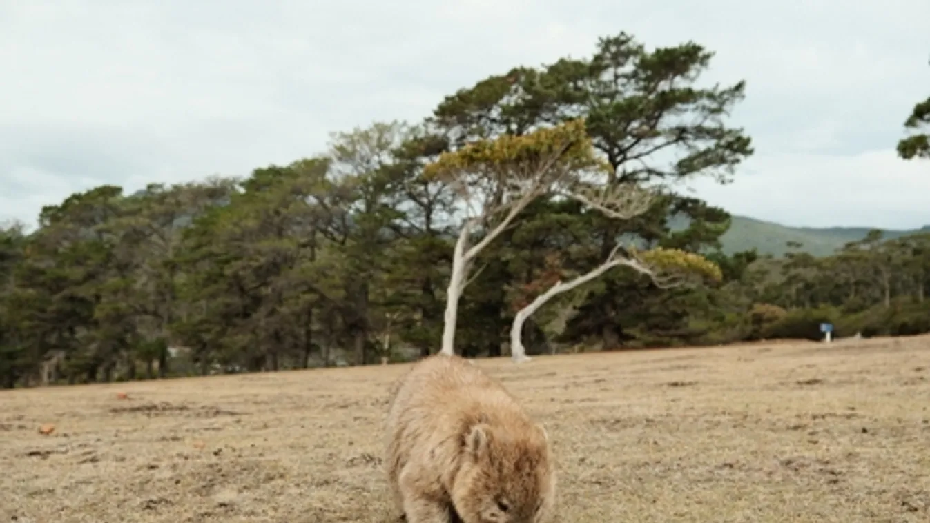 Ausztrália felülvizsgálja a wombatkölyköt felragadó amerikai influenszer vízumát