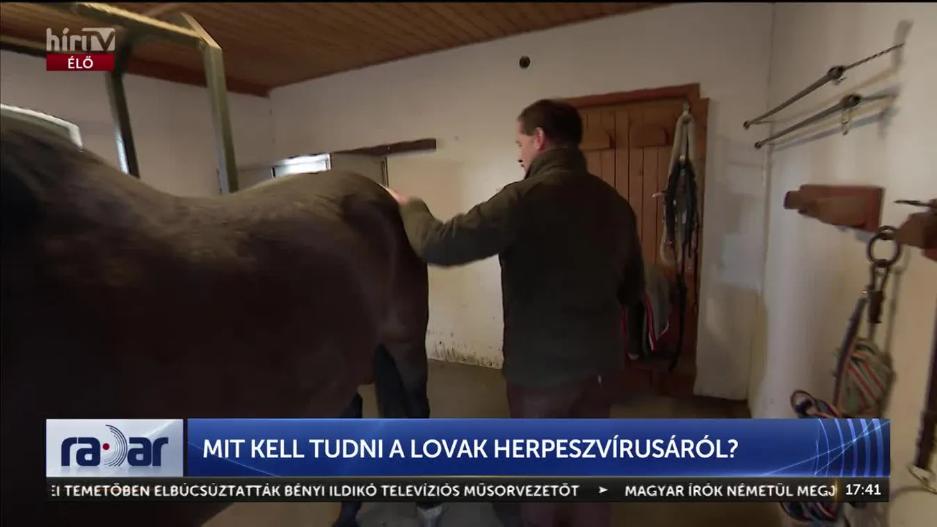 RADAR - MIT KELL TUDNI A LOVAK HERPESZVÍRUSÁRÓL?