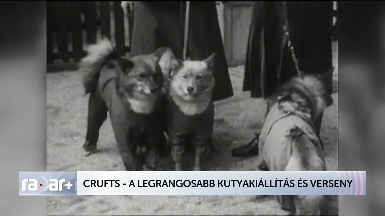 Radar - CRUFTS - A LEGRANGOSABB KUTYAKIÁLLÍTÁS ÉS VERSENY
