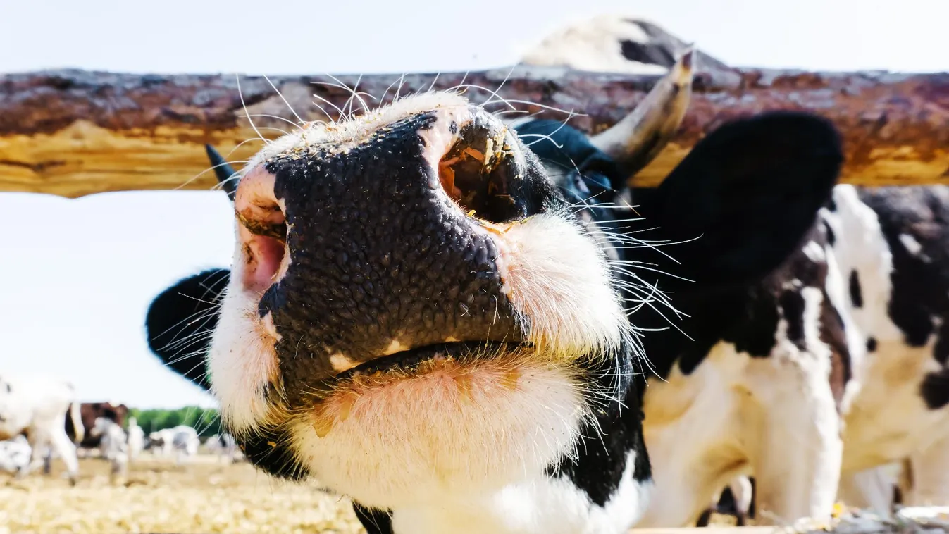 Újabb intézkedést vezetnek be itthon a ragadós száj- és körömfájás járvány miatt