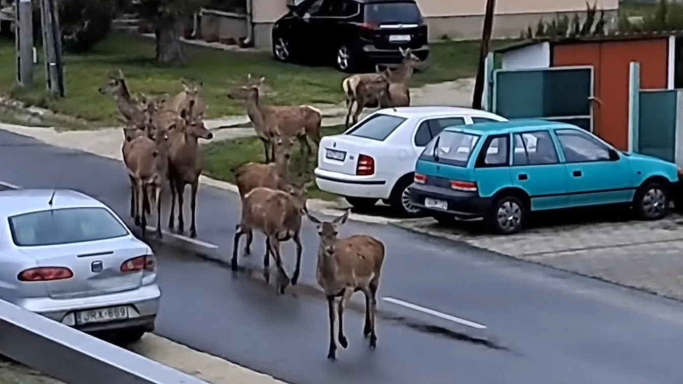 Szarvascsorda tévedt be Balatonboglárra + videó