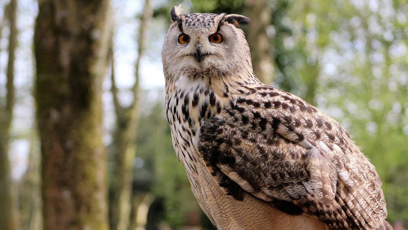 Több mint 13 ezer erdei fülesbagoly telelt Magyarországon