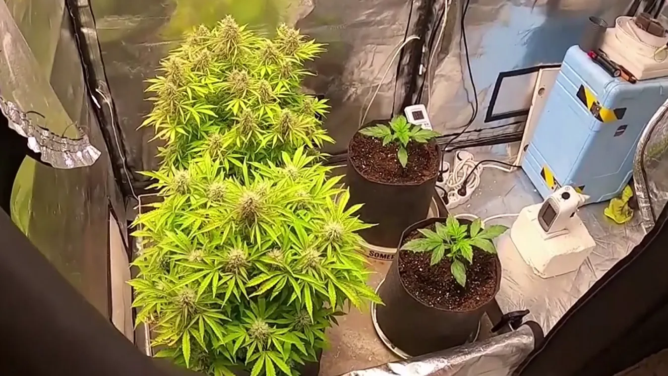 Saját kisfia dobta fel a díler apát