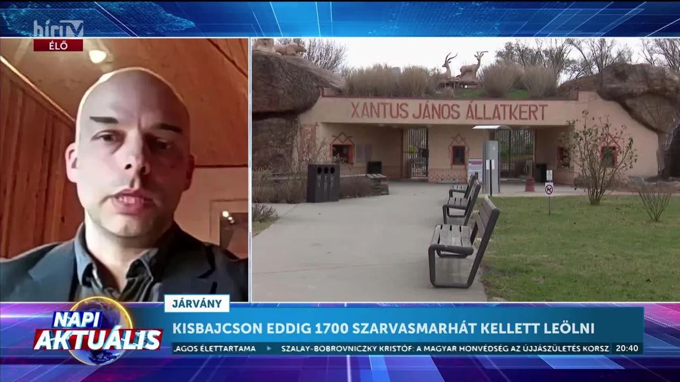 Napi aktuális - Ha egy állományban megjelenik a száj- és körömfájás, az összes állatot le kell ölni