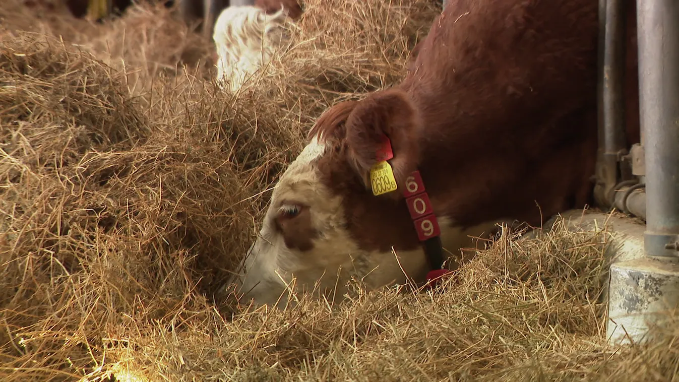 Ezertonnányi állattetemet semmisítenek meg Bábolnánál