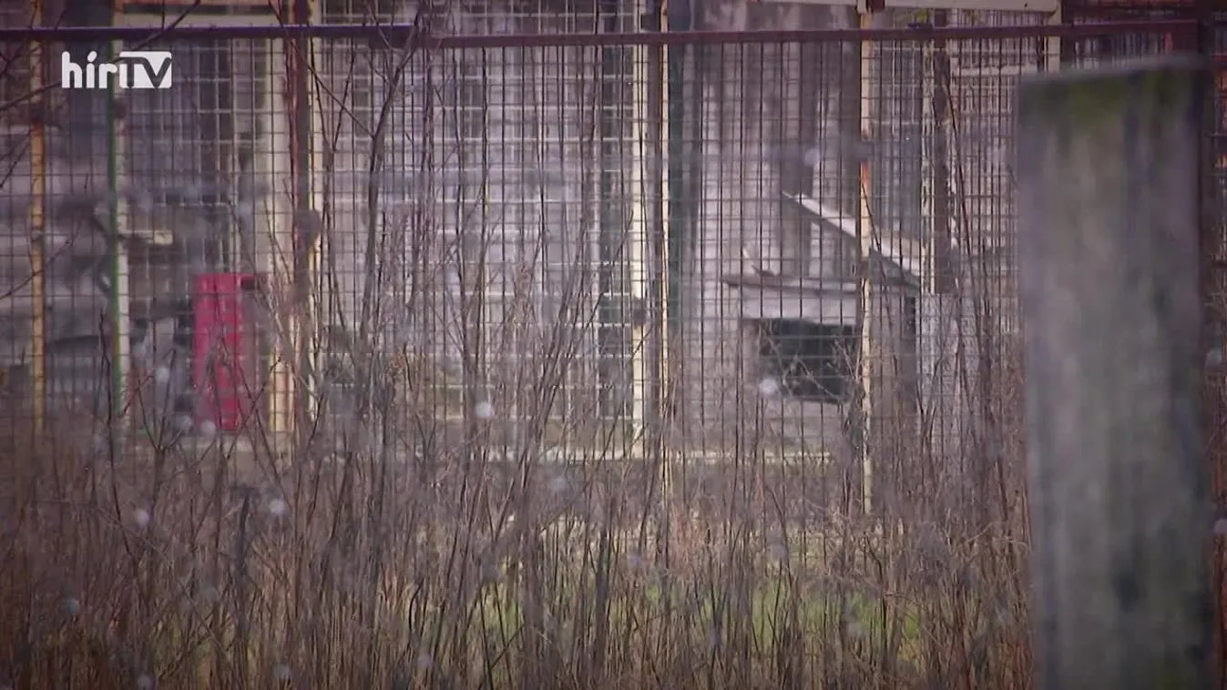 Riasztás - Elítélték a halálos kutyaviadalok szervezőit