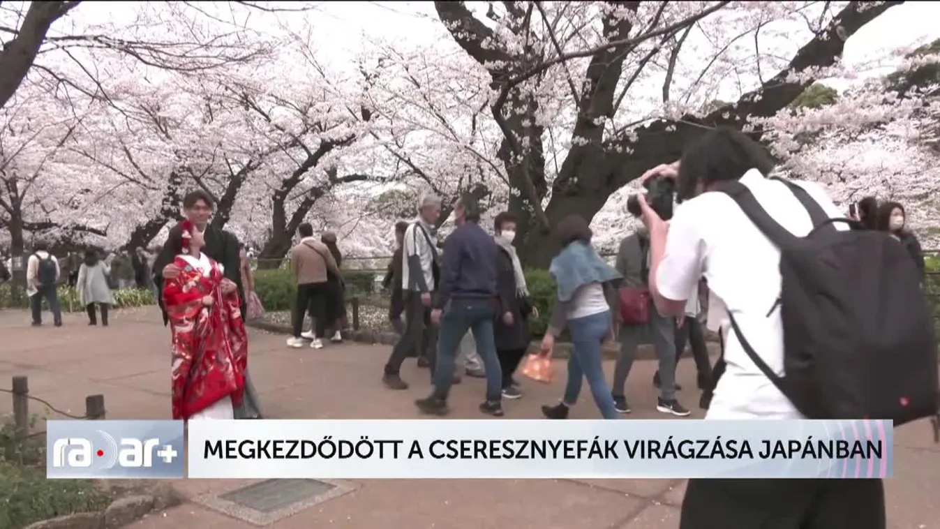 MEGKEZDŐDÖTT A CSERESZNYEFÁK VIRÁGZÁSA JAPÁNBAN