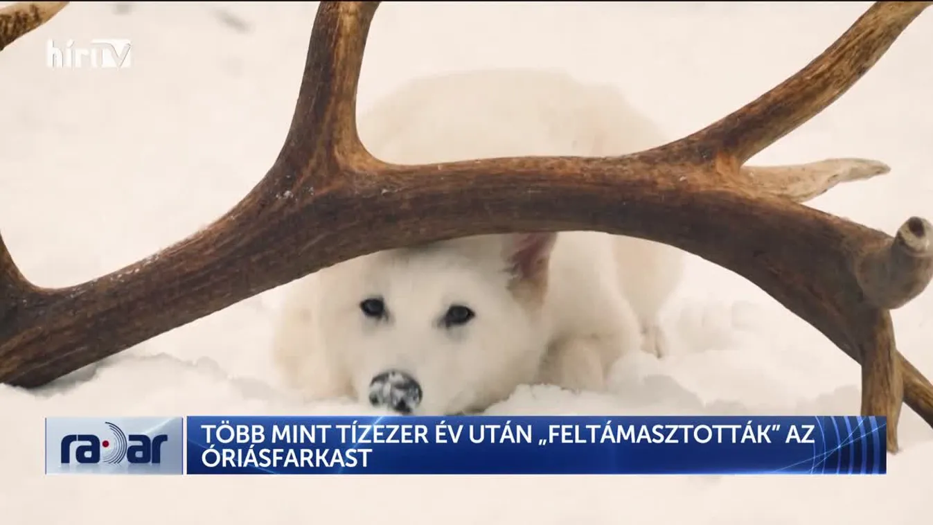 Radar - TÖBB MINT TÍZEZER ÉV UTÁN „FELTÁMASZTOTTÁK” AZ ÓRIÁSFARKAST