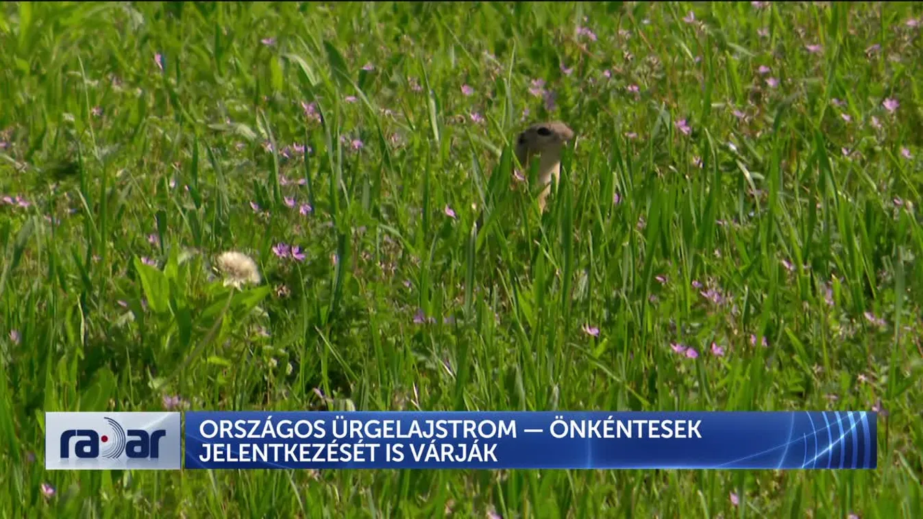 Radar - Országos ürgelajstrom: Önkéntesek jelentkezését is várják