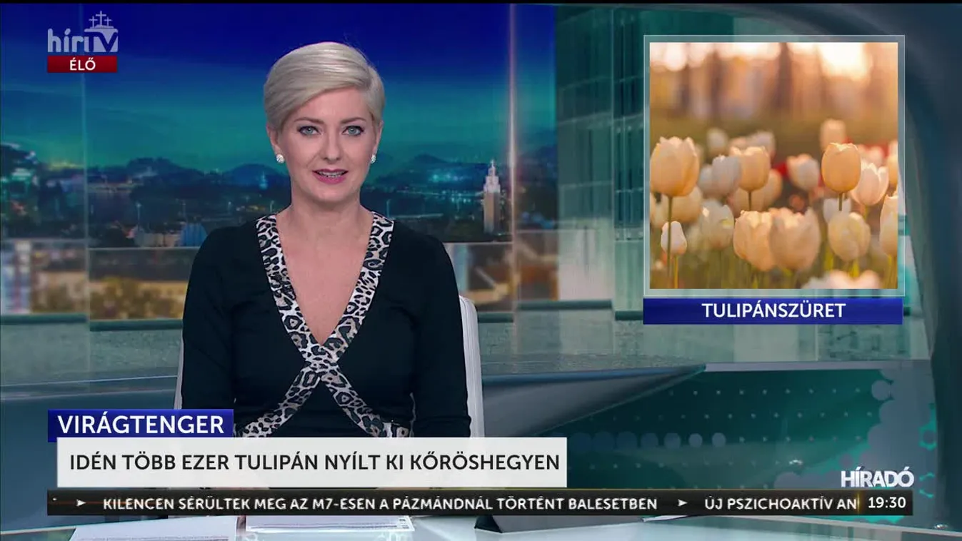 Több ezer tulipán nyílt ki Kőrőshegyen